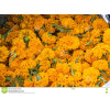 Flower Sponsorship